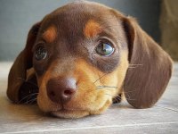 Çikolata ve Merle Dachshund yavrular yeni yuvalarına hazır