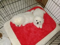 Orijinal safkan pekinez bebek köpekler
