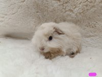 Sevimli Guinea Pig Yavruları