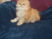 British longhair golden dişi