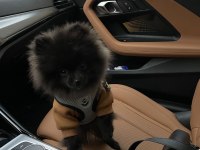 Siyah pomeranian boo dişi mini