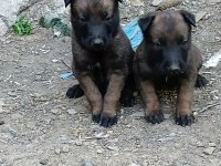 Belçika Malinois Bebekler