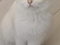 11 aylık sağlık sebebi dolasıyla verilecek british shorthair