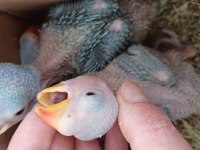 Bebek pakistan papağanlarımız