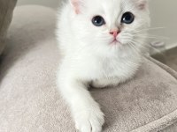Maviş british shorthair kız