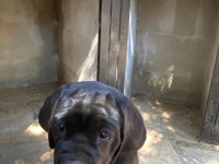 90 Günlük Cane Corso yavrular