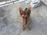 Orjinal Alman Çoban Kurdu 4 Aylık