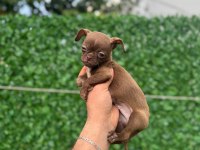 Teacup Elma Kafa Tuvalet Eğitimli 3 Aylık 5 Yavru Şivava