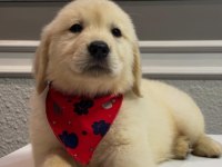 Ev doğumlu Safkan Golden Retriever Yavrular