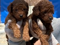 Toy poodle yavrularımız