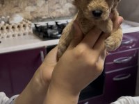 Toy poodle yavrularımız
