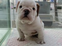 İNGİLİZ BULLDOG YAVRULARI