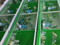 Konuşturma ve alıştırmak için ideal muhabbet kuşlar