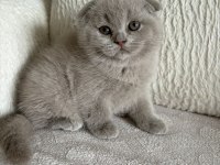 Son Kalan Scottish Fold Yavrular