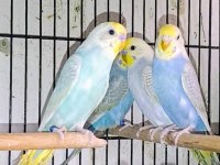 Hazır Takım Muhabbet Kuşları Rainbowlar