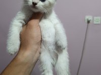british shorthair yavrular