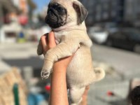 Gül kuyruk pug yavrular her yere gönderilir 