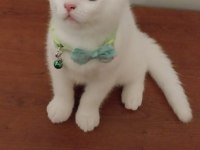 Safkan British Shorthair yavru