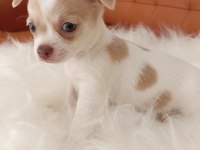 Irk Şampiyonu Babadan SAFKAN Chihuahua