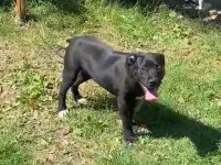 3 aylık cane corso