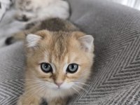 Golden 3 aylık erkek yavru kedim