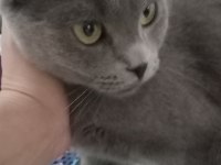 Scottish fold