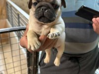 Pug mops yavrularımız yeni yuvalarını arıyorlar