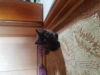 Scottish yavrularımız yeni yuvalarına hazır