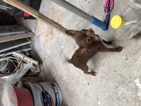 4 Aylık Dişi Şivava Çikolata