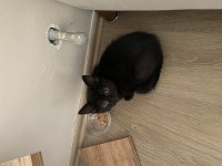 British shorthair kızım kendisini yeni yuvasını arıyor