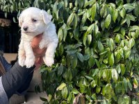 Maltese terrier