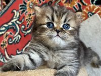 YUVARLAK SURAT TOP KAFA NY25 ASLAN KRAL KEDİMİZ