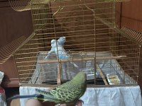 Maviler çift jumbo muhabbet kuşu