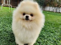 Kore Kan Teddy Bear Beyaz 11 aylık. Show Kalite Pomeranian