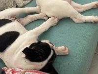 ANNE ALTINDAN ORJİNAL BABY FACE FRANSIZ BULLDOG