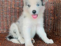 A kalite border collie yavrular