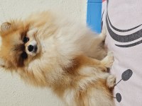 Pomeranian spitz