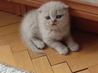 İran Ve Longhair Yavruları Açıklamayı Okuyunuz