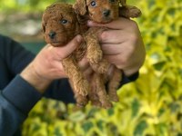 Red Poodle Yavrular
