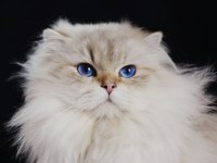 British longhair 55 günlük prenses ve prensler