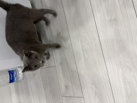 Sevimli Kedimiz Joniii