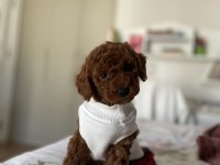 2.5 aylık toy poodle