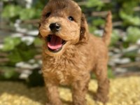 Tüy Dökmez Koku Yapmaz Poodle Yavrular