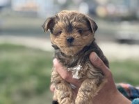 Antiallerjik tea cup morkie yavrularımız