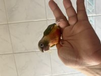 El Besleme Renk Güzeli Konur Papağanı