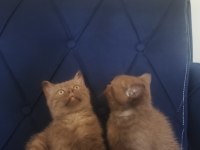 Cinnamon british shorthair