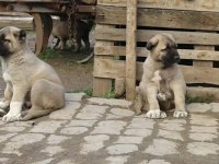 IRK GARANTİLİ KANGAL YAVRULARI