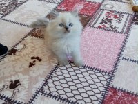 50 GÜNLÜK KEDİMİZ TUVALET EĞİTİMİ VAR KURU MAMA YİYOR
