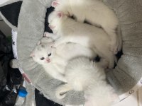 British shorthair scottish fold karışımı 4 dişi 1 erk