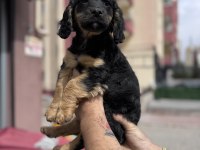 Özel olmak isteyenlere black tan cavalier king charles